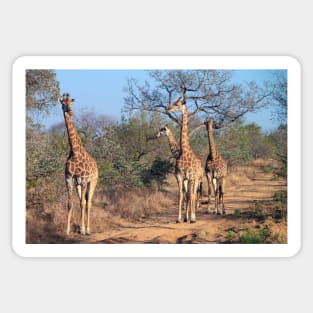 Four giraffes in the morning light Sticker